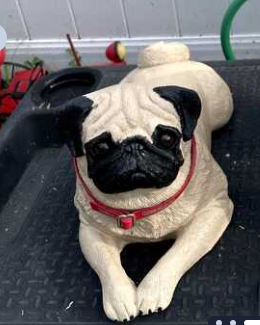 Pug after
