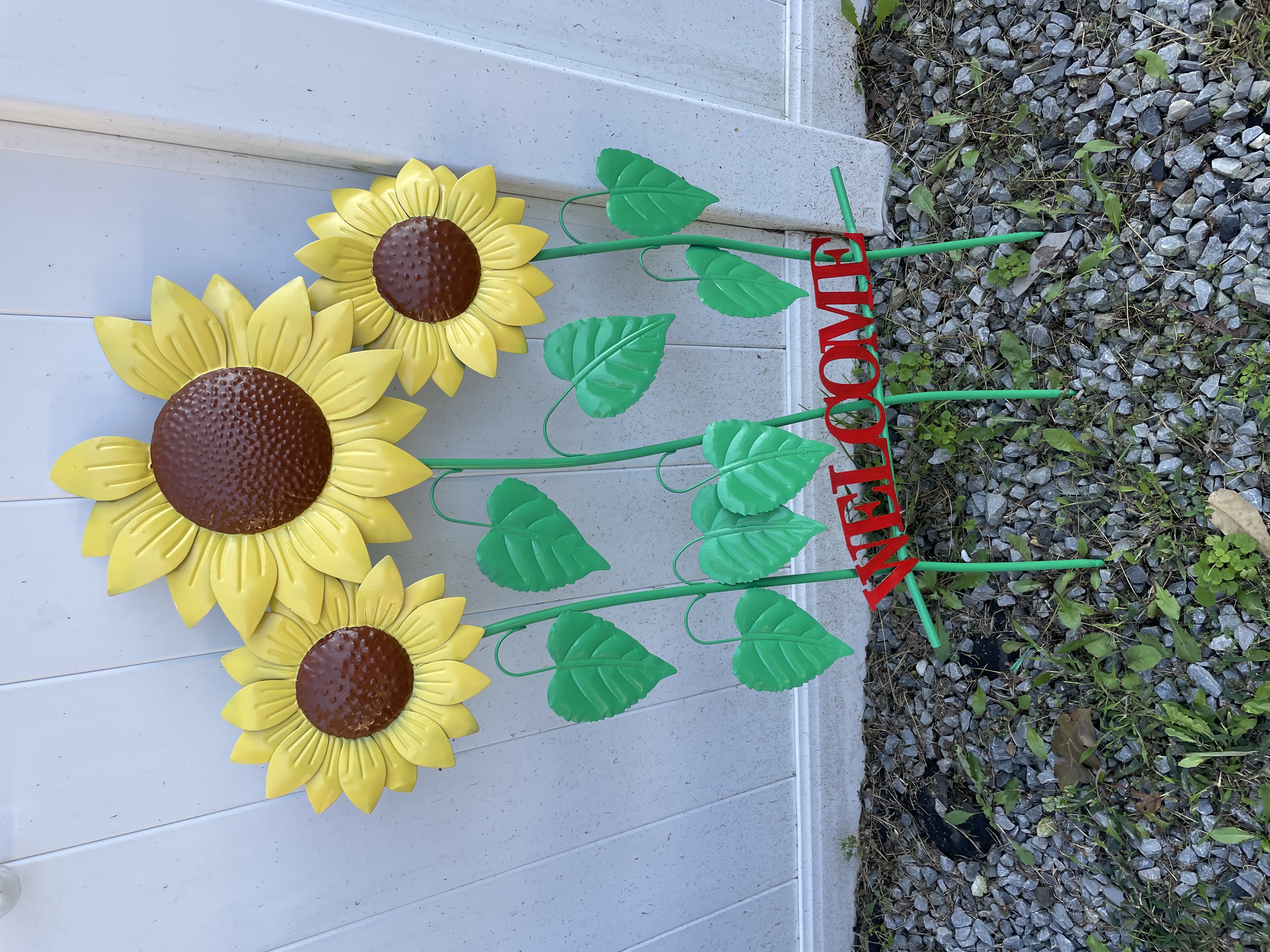 Sunflowers after