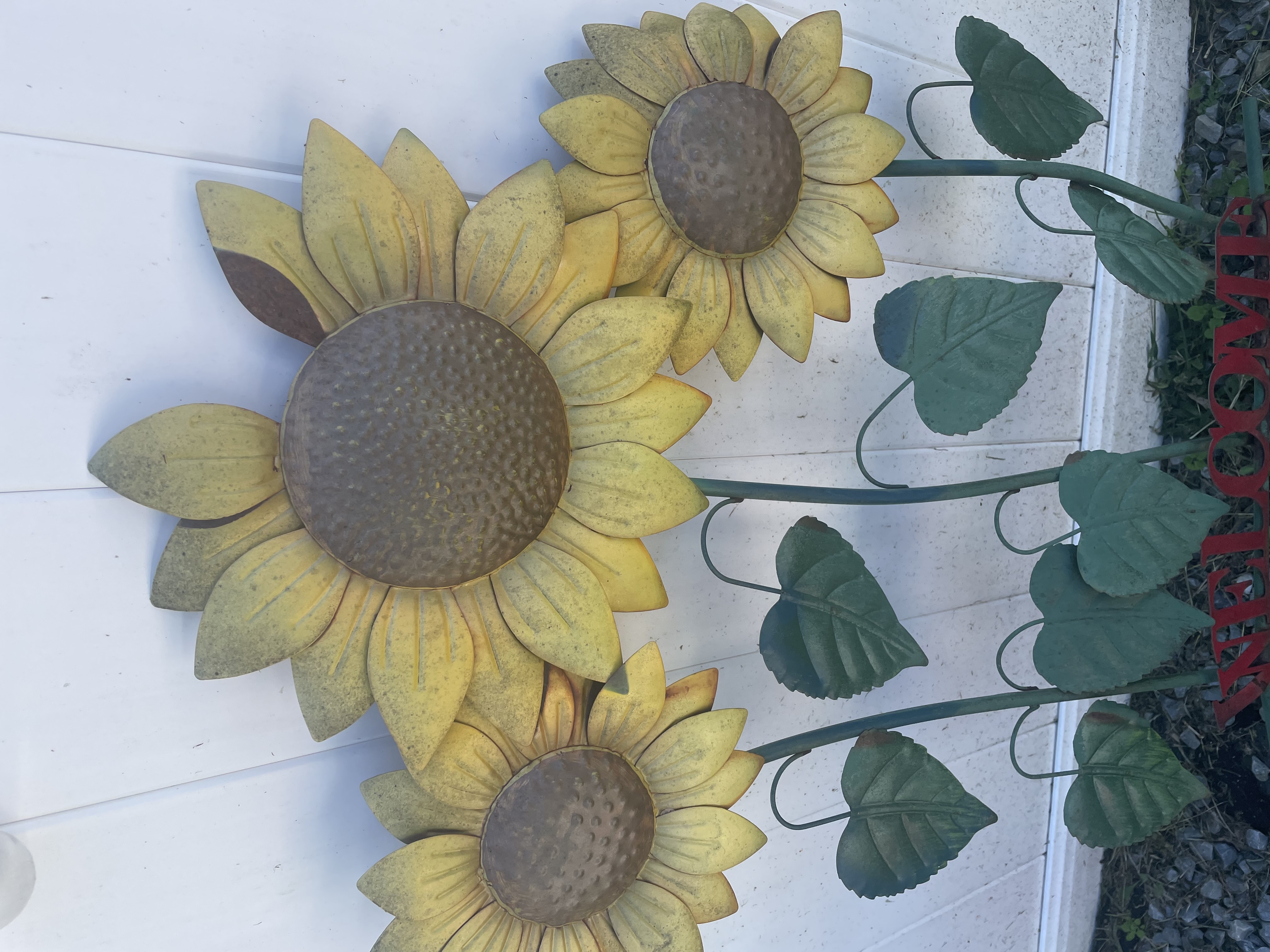 Sunflowers before
