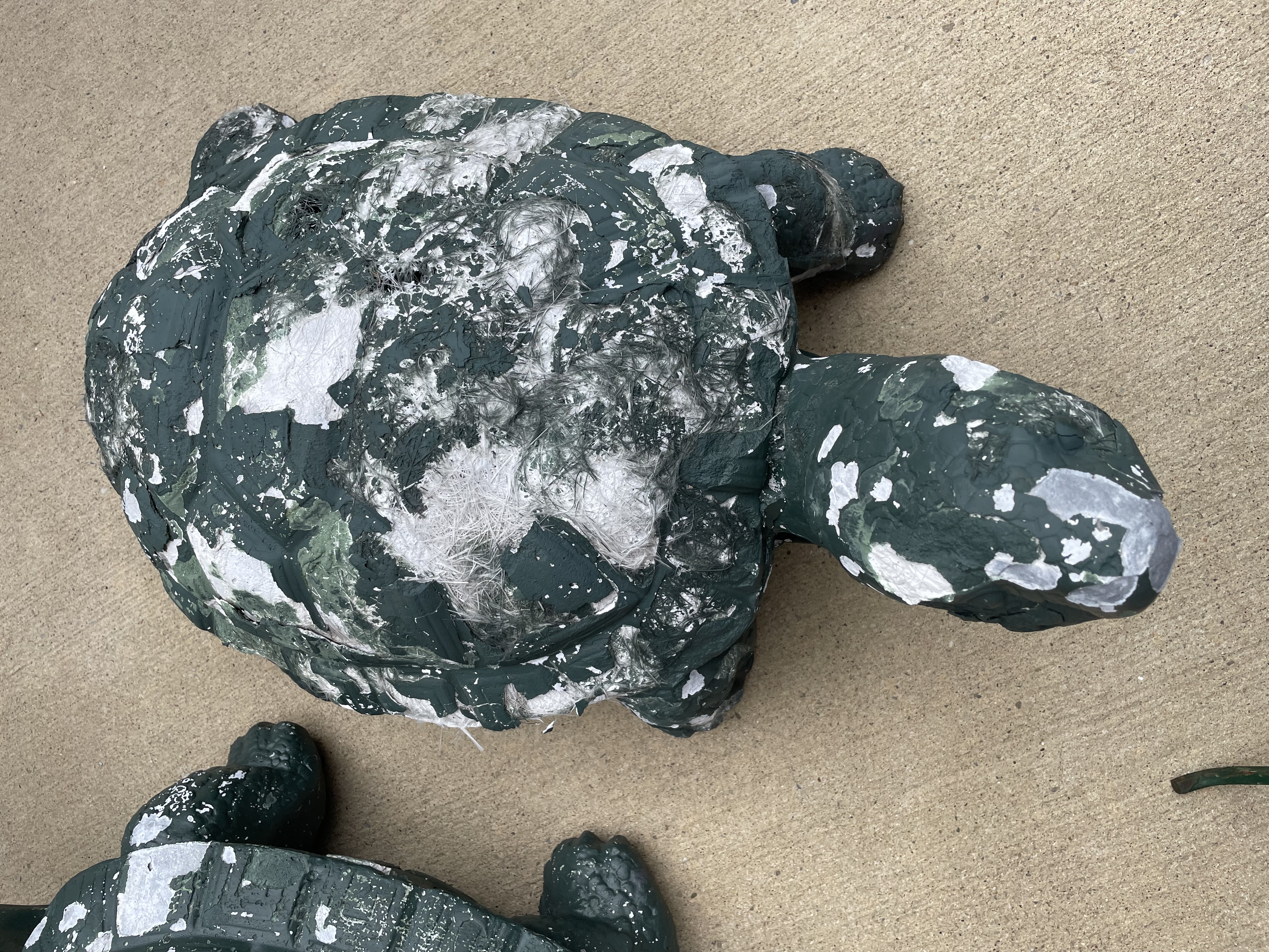 3 Turtles - Turtle 1 before