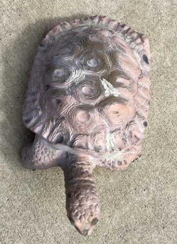Turtle before