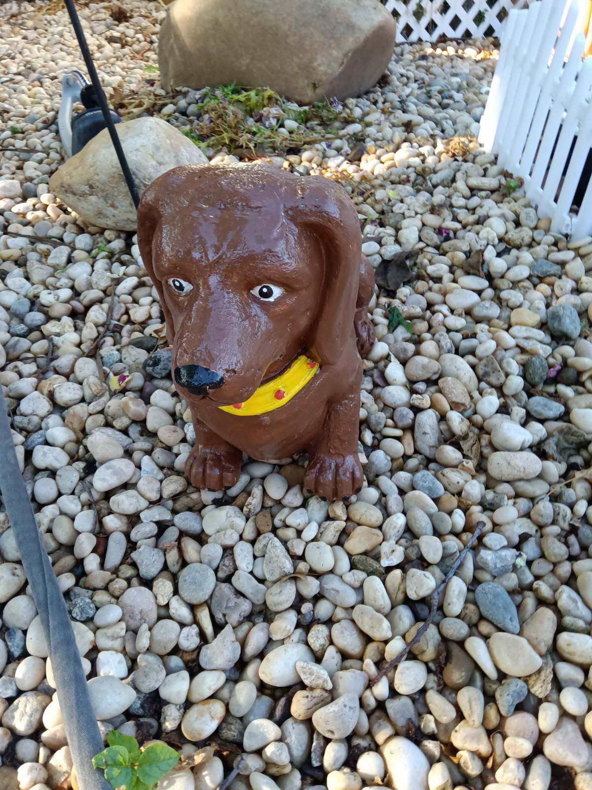 Dachshund final