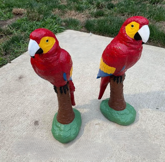 Parrots after