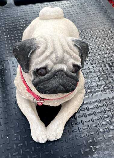 Pug before
