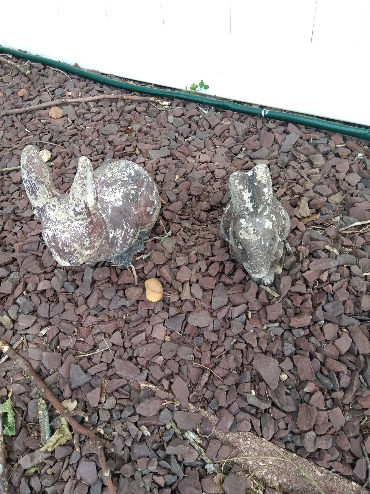 Small Bunnies before